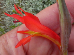 Gladiolus vandermerwei