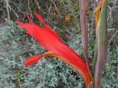 Gladiolus vandermerwei