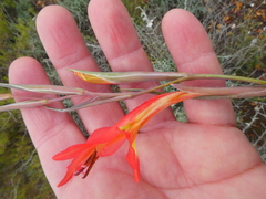 Gladiolus vandermerwei