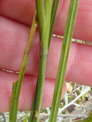 Gladiolus vandermerwei