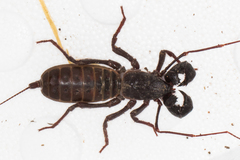 Mastigoproctus tohono