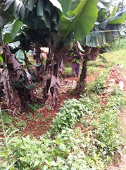 Musa