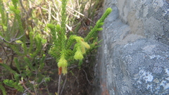 Erica sparrmanni
