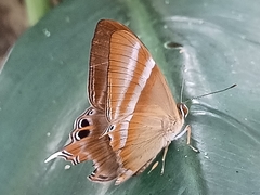 Abisara savitri