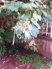 Bauhinia