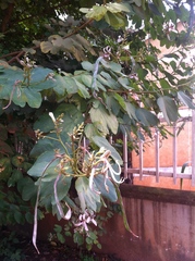 Bauhinia