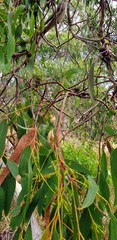 Eucalyptus leucoxylon leucoxylon
