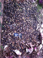 Coffeeae