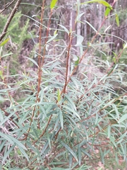 Pimelea axiflora
