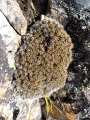 Veronica pulvinaris