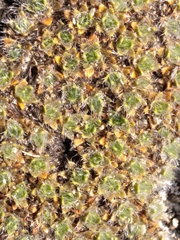 Veronica pulvinaris