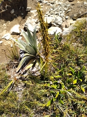 Aciphylla crenulata