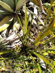 Aciphylla crenulata