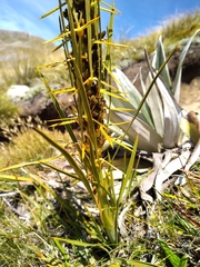 Aciphylla crenulata