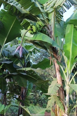 Musa