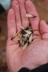 Termitoidae