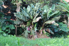 Musa