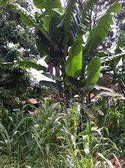 Musa