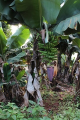 Musa