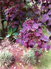 Euphorbia
