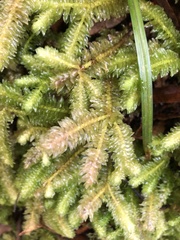Schistochila nobilis