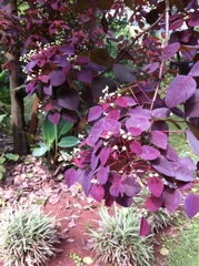 Euphorbia