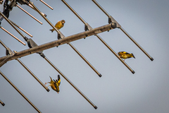 Chloris sinica minor