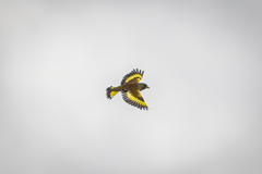 Chloris sinica minor