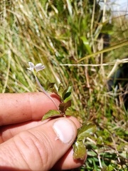 Epilobium chionanthum
