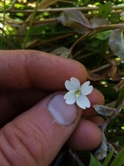 Epilobium chionanthum