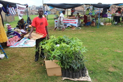 Mangifera indica