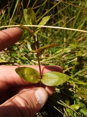 Epilobium chionanthum