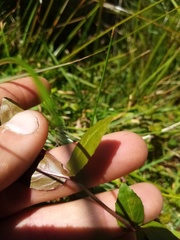 Epilobium chionanthum