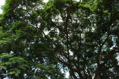 Senna siamea