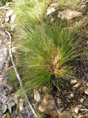 Schoenus concinnus