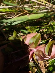 Epilobium chionanthum
