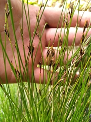 Schoenus concinnus