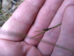 Schoenus concinnus