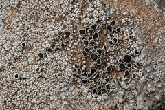 Lecanora gangaleoides