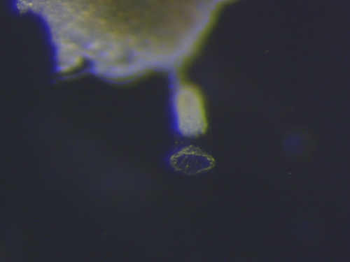 Representative image of Campanulinidae