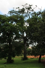 Senna siamea