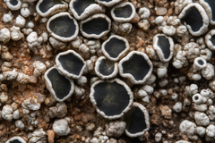 Lecanora gangaleoides