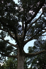 Senna siamea