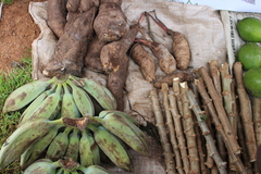 Musa