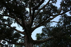 Senna siamea