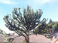 Euphorbia