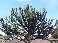 Euphorbia