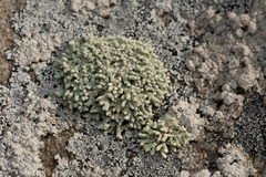 Lecanora phryganitis