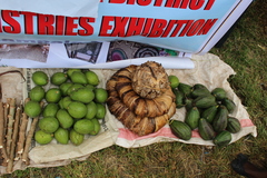 Musa