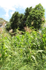 Zea mays